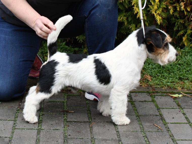 Pink Floyd Via Heraltisz