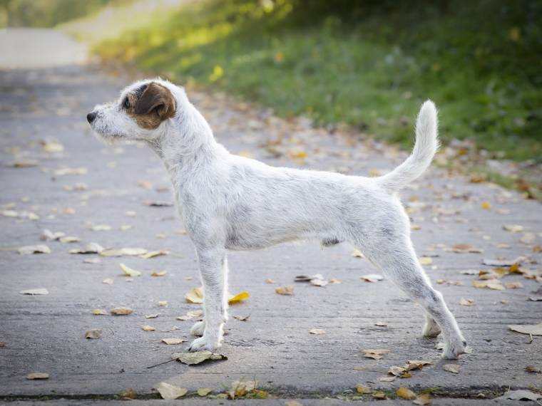 Lucky aus der Strubklamm