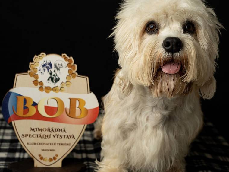 Barton Dandies Candice Renoir