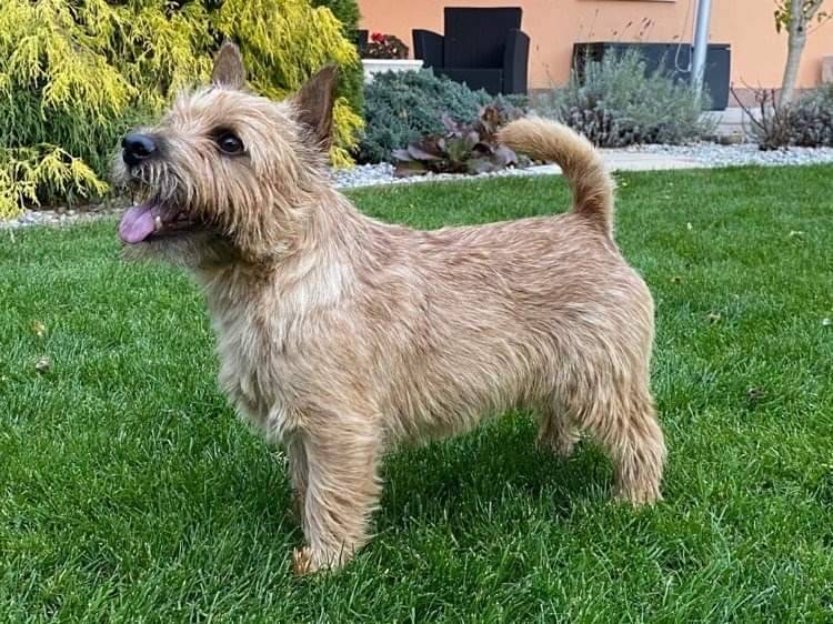 Charlie Luxardo Star