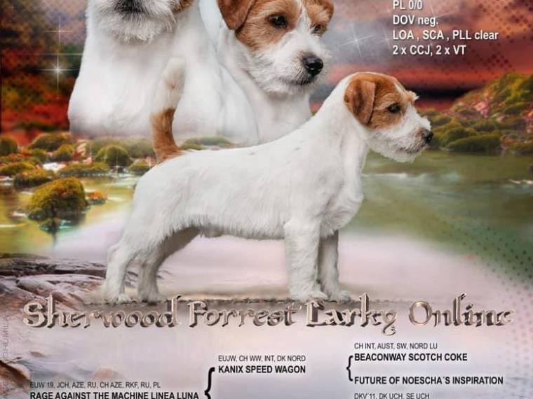 Sherwood Forrest Larky Online