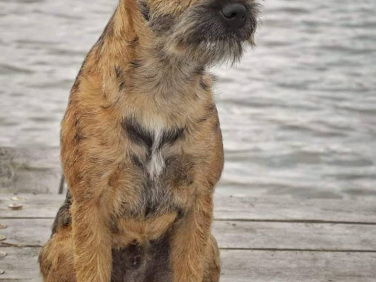 Chester Beni Ketinela