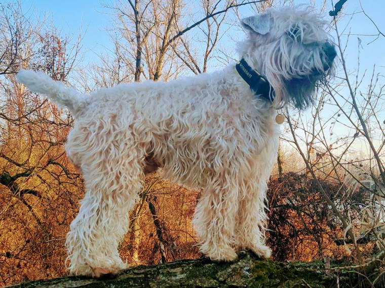 Icaros Ange Bien Amis