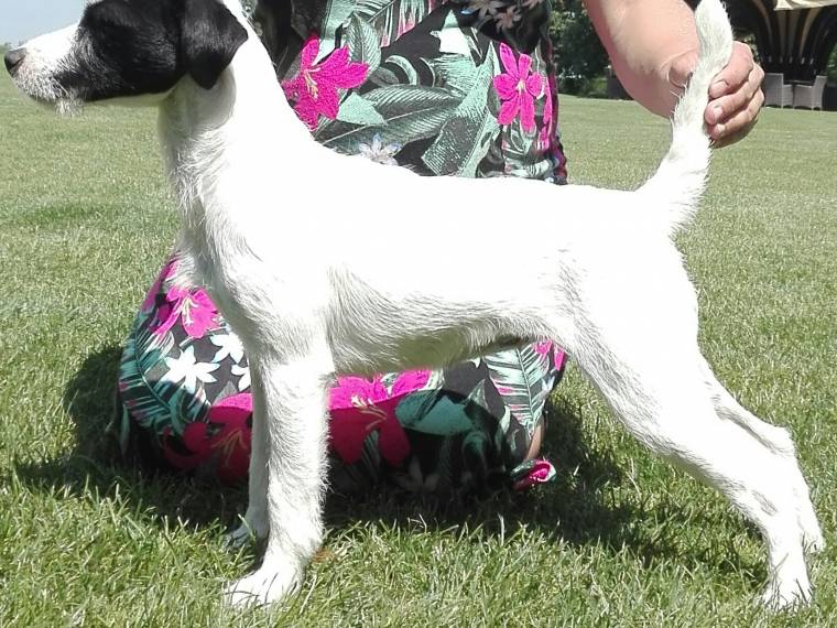 Sophia z Kostelce u Jihlavy