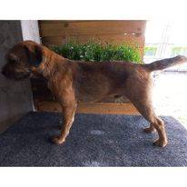 Coudy De Marco's Hunter