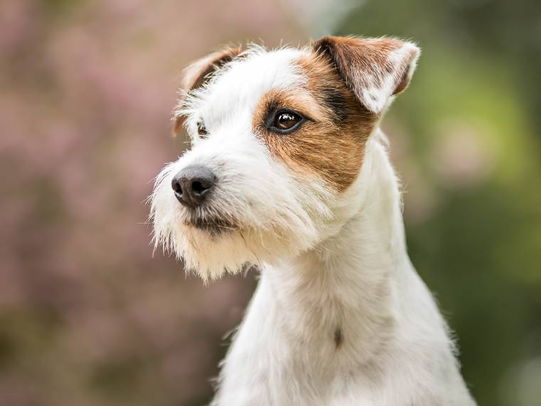 Eleanor od Albeřské dračice