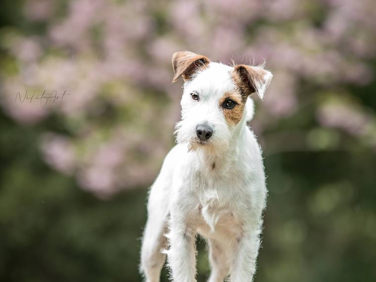 Eleanor od Albeřské dračice