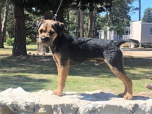 Autopilot Big Brother