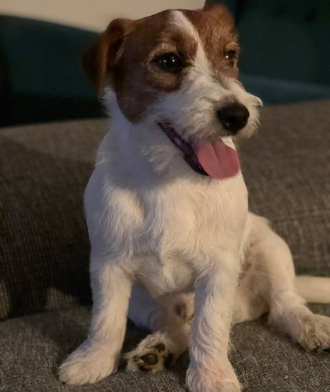 Duran Duran Jr. od Hadího potoka