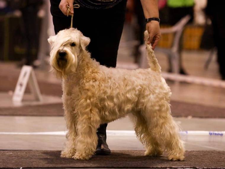 Aireen Kni-York White Amber