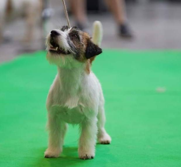 Winner Walter od Bobří řeky