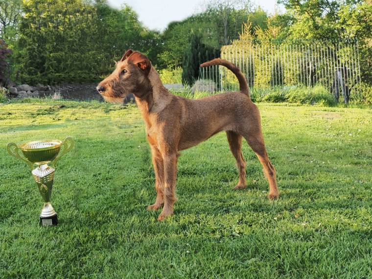 Iridia Sfora Nemroda