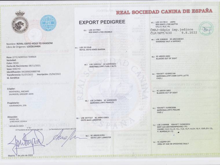 Hold To Ransom Royal Osito