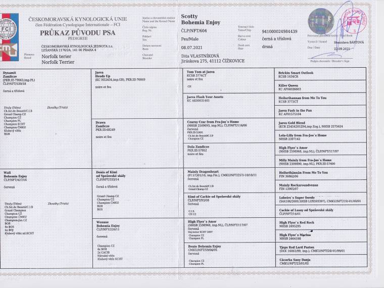 Scotty Bohemia Enjoy