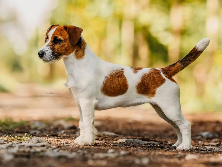 Des'ree od Hadího potoka