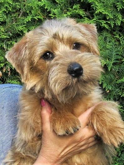 Hold To Ransom Royal Osito