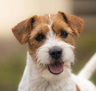 Ebony Dory Bohemia Point