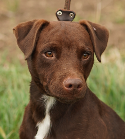 Belmondo Heros Fortis