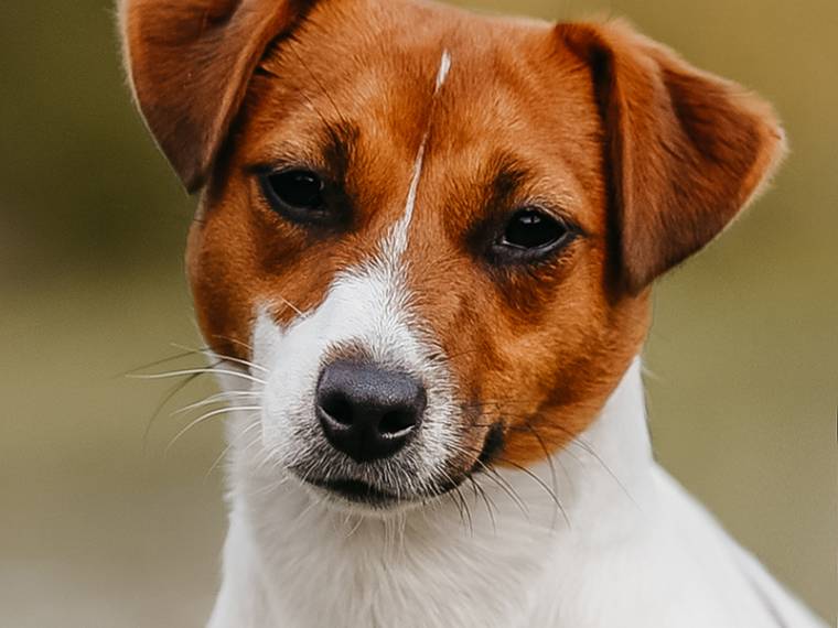 Country Jack's Gale Grace