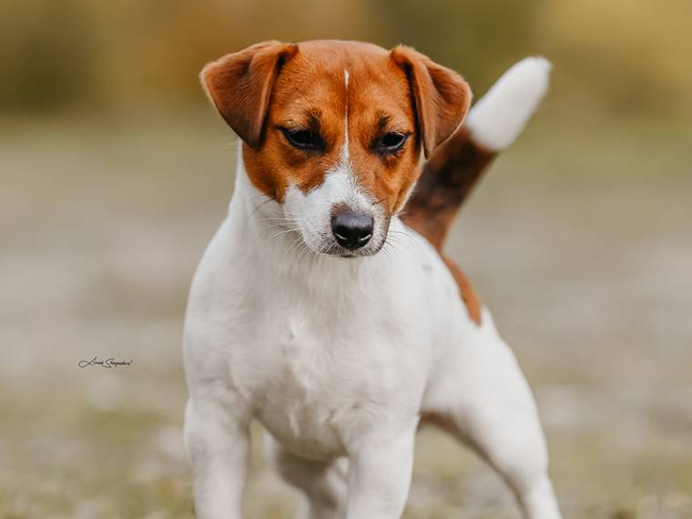 Country Jack's Gale Grace