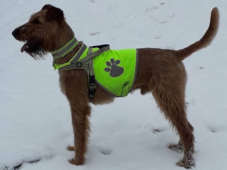 Cézar Ludvík Forest Irish