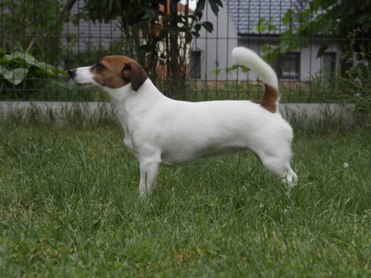 Nipozzano Chianti Rufina