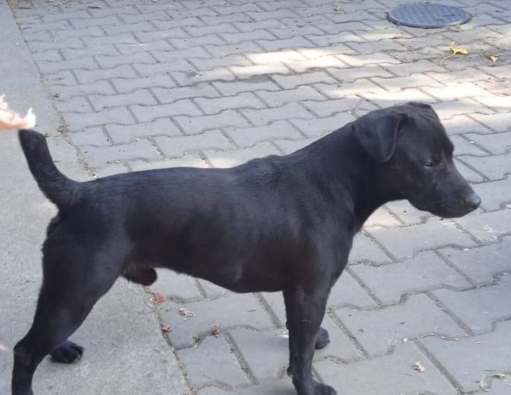 Eda Gala Black (PAT)