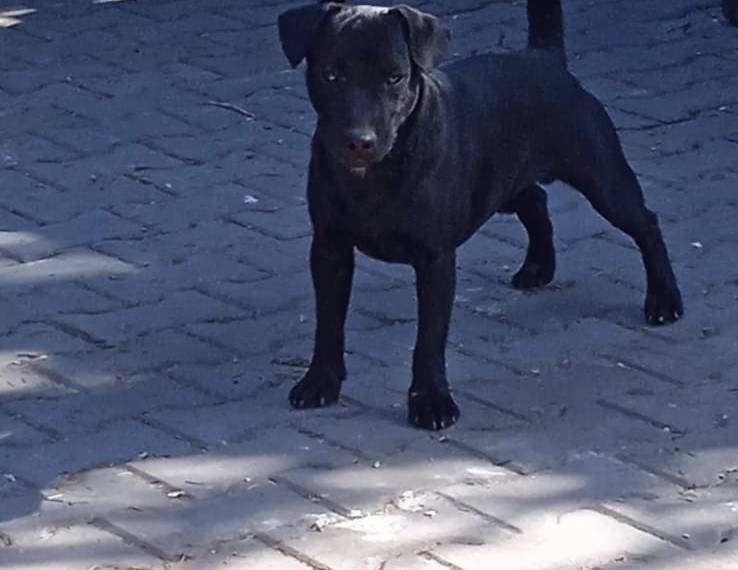 Eda Gala Black (PAT)