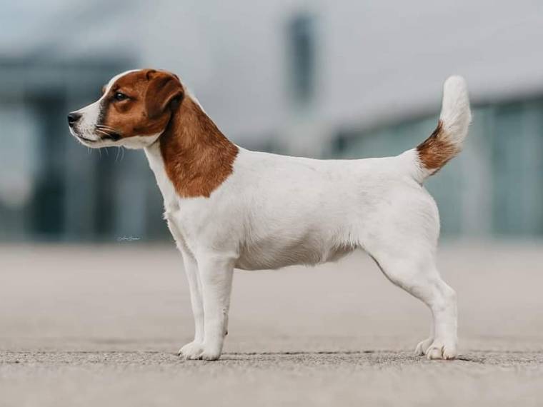 Nemezida Terra Gardariya