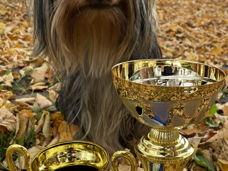 Charming Blue Silk of Bohemia