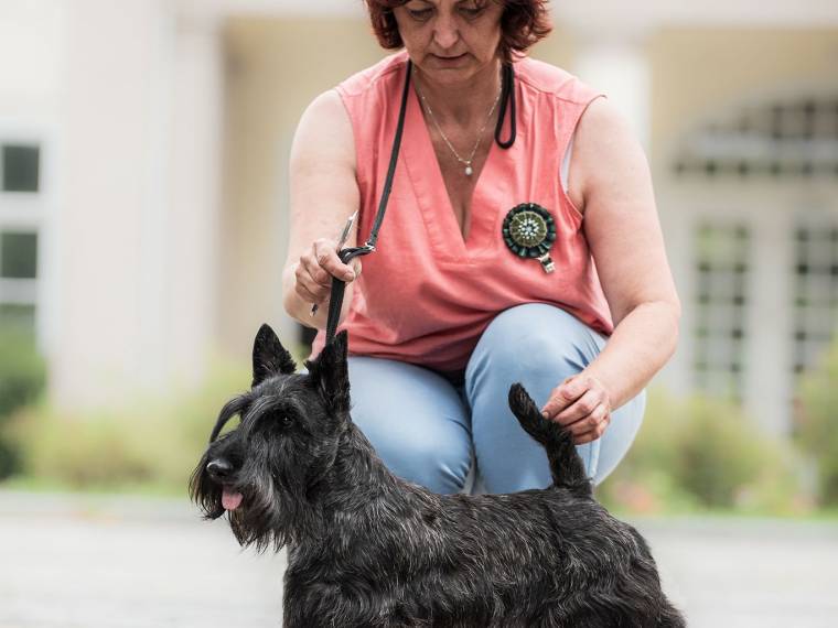 Jazz and Soul Majesco 