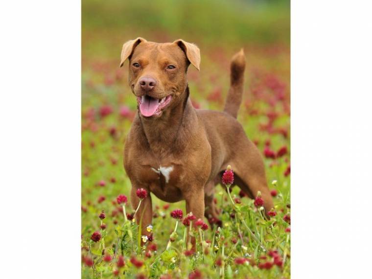 Dante z Boreckého vrchu