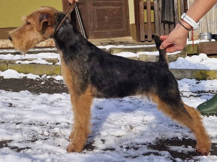 Bestie Křivoklátský Bull