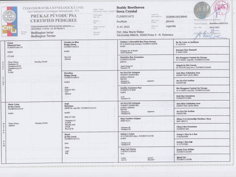 Buddy Beethoven Izera Crystal