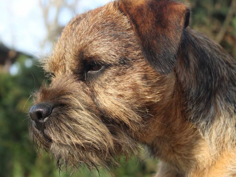 Edwin zpod Chlumských hájů