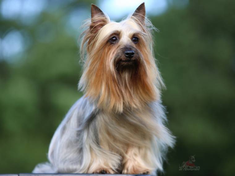 Elle Silk of Bohemia