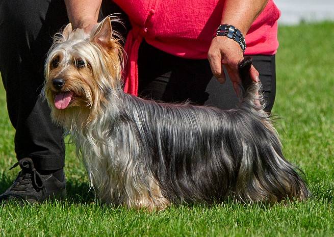 Innocent Silk of Bohemia