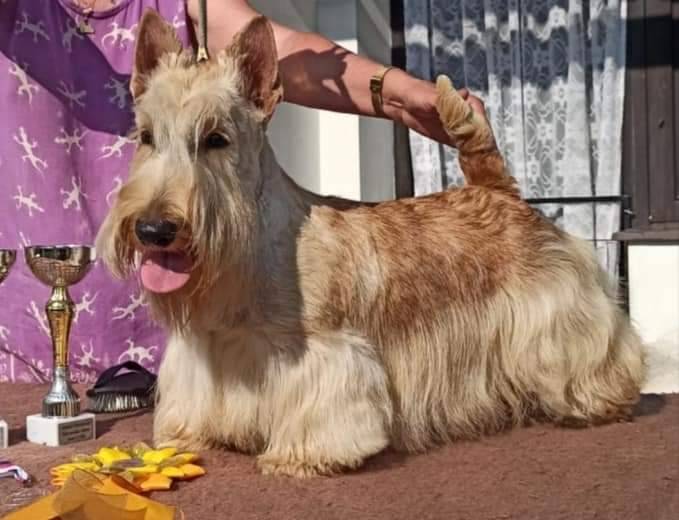 Chimichanga Bohemia La-Da