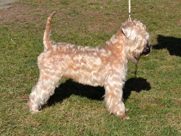 O'Hara Scarlett Wanton Buddy's