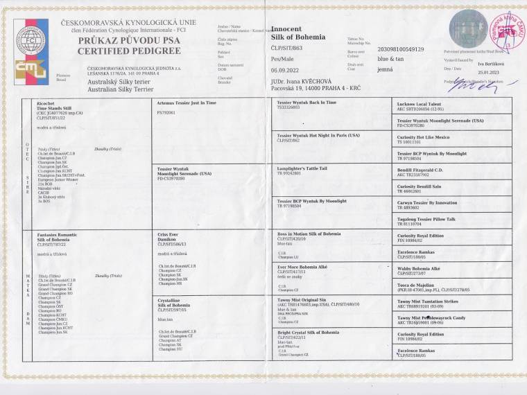 Innocent Silk of Bohemia