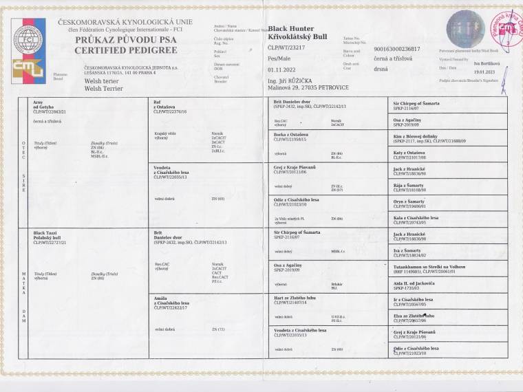 Black Hunter Křivoklátský Bull