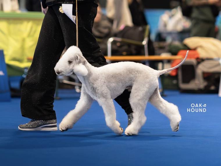 Dragon Heart Bohemia Opus