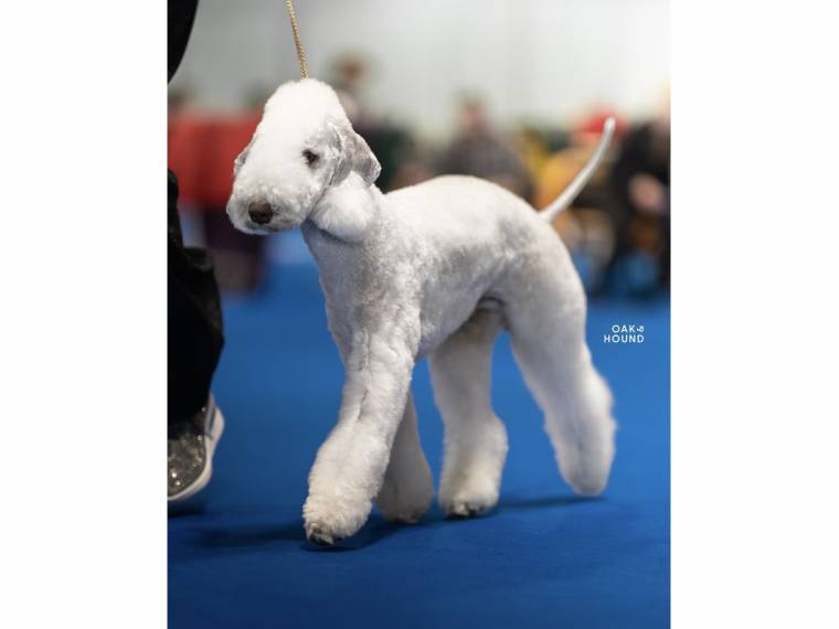 Dragon Heart Bohemia Opus