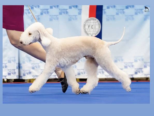 Dragon Heart Bohemia Opus