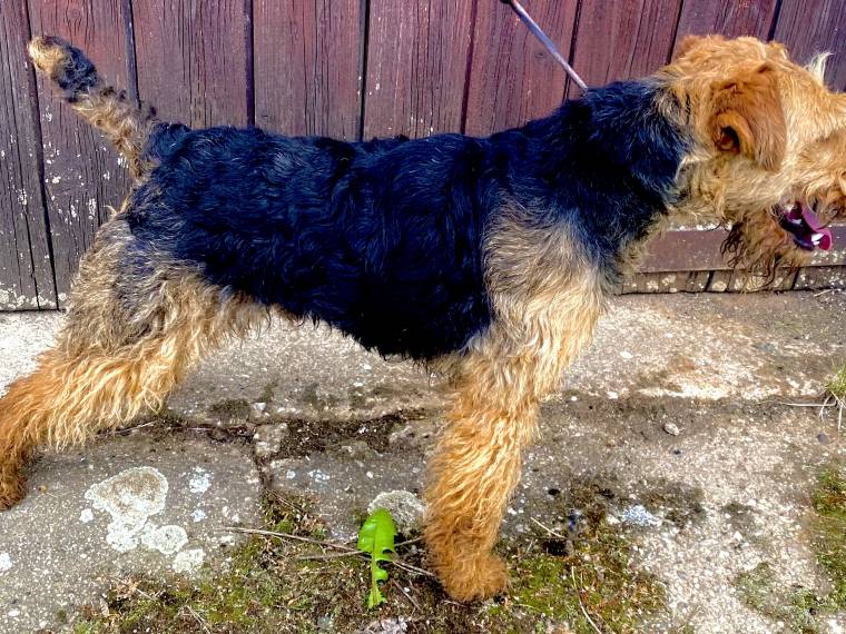 Black Hunter Křivoklátský Bull