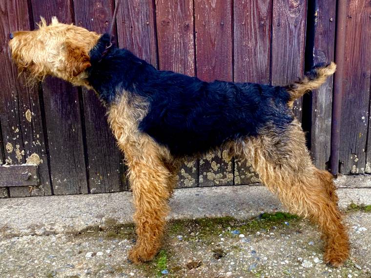 Black Hunter Křivoklátský Bull