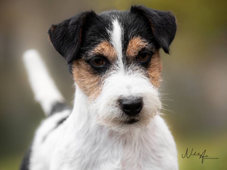 Pink Floyd Via Heraltisz