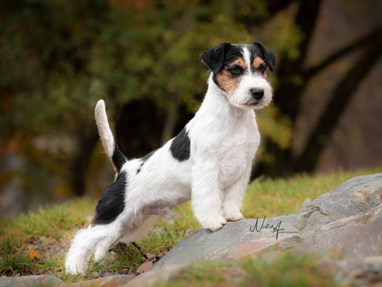 Pink Floyd Via Heraltisz