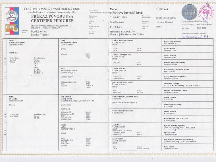 Coco z Pírkovy lovecké krve