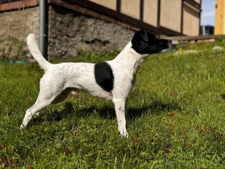 Christian Grey Black Bubble